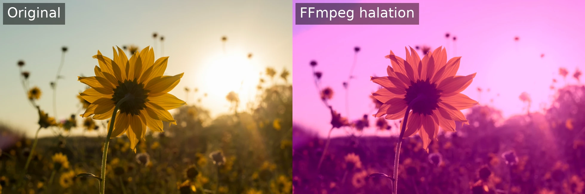 Side-by-side of a sunflower against a bright sunset: left is the untouched original, right has FFmpeg halation from the filter_complex above. The hard luma threshold catches the whole high-key sky, so the glow floods well past the highlights and tints the background magenta